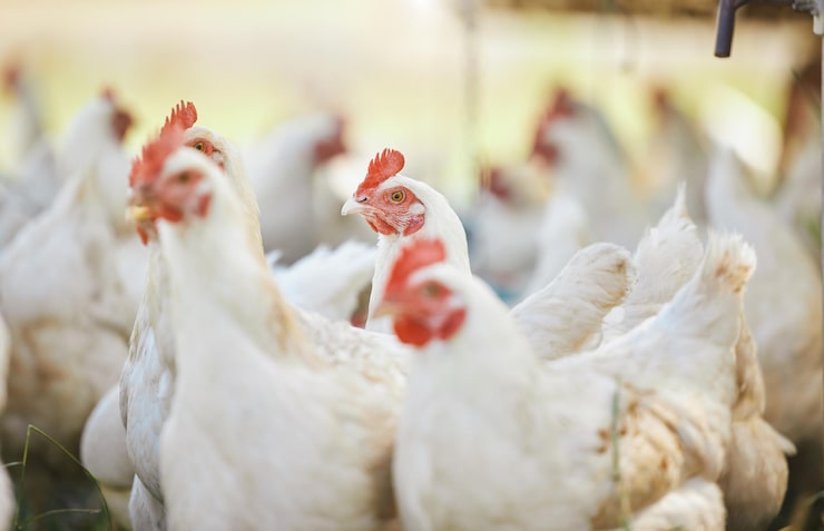 Malan%20Poultry